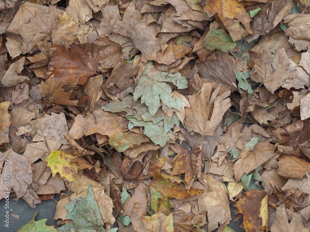 brown leaves texture background brown leaves texture background