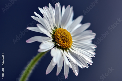 Daisy Macro