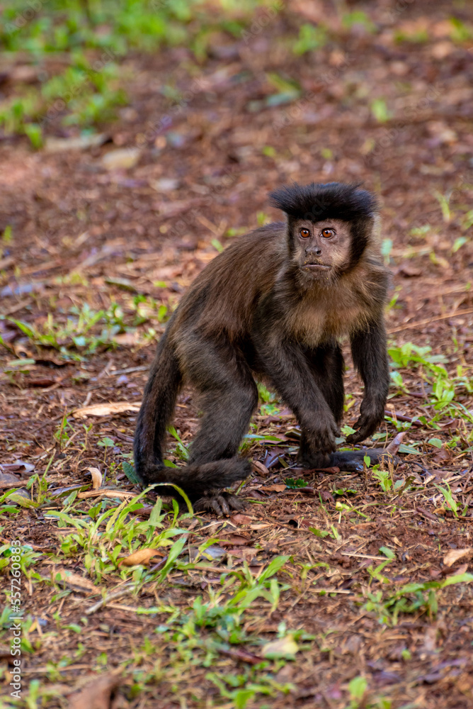 Monkey, capuchin monkey in a rural area in Brazil loose on the ground, natural light, selective focus. Monkey, capuchin monkey in a rural area in Brazil loose on the ground, natural light, selective focus.