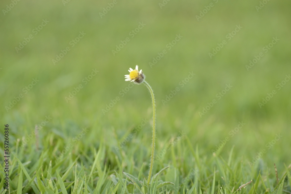 daisy flower in grass daisy flower in grass
