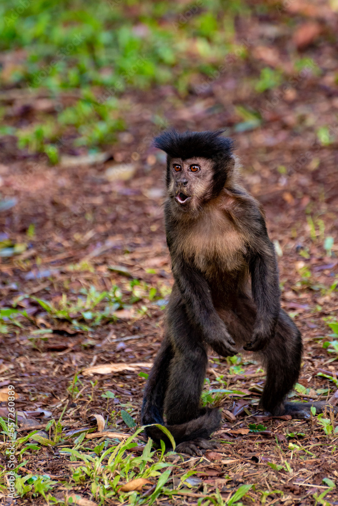 Monkey, capuchin monkey in a rural area in Brazil loose on the ground, natural light, selective focus. Monkey, capuchin monkey in a rural area in Brazil loose on the ground, natural light, selective focus.