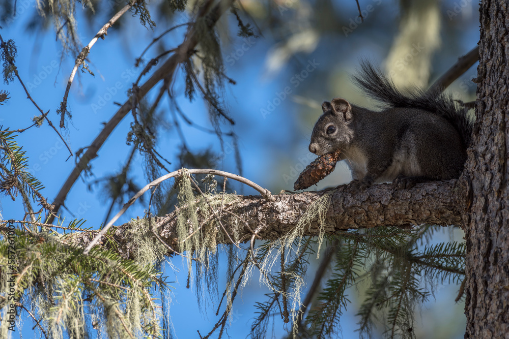 Fototapeta premium squirrel with a pine cone