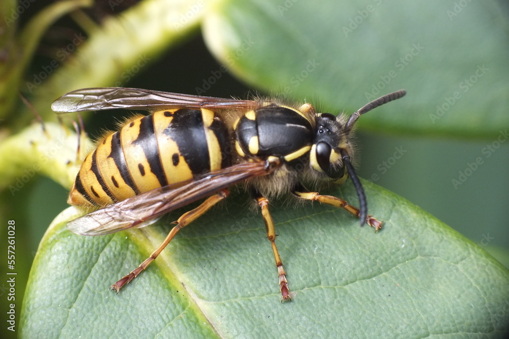 British wasp British wasp