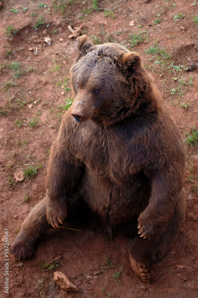 sitting brown bear seen from a different perspective sitting brown bear seen from a different perspective