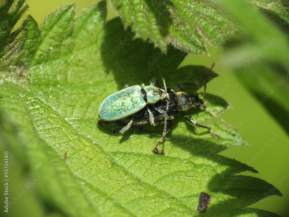 Macro of Phyllobius pomaceus beetles on green leaf mating Macro of Phyllobius pomaceus beetles on green leaf mating