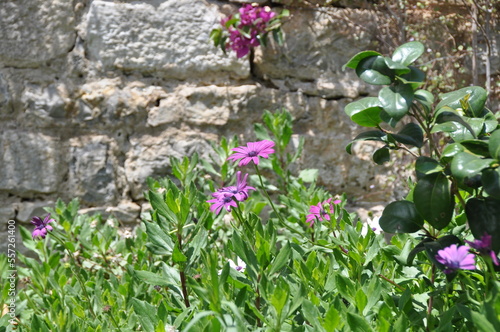 Flowers of Portugal