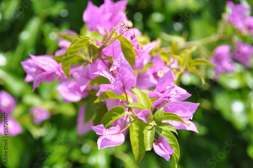 Flowers of Portugal