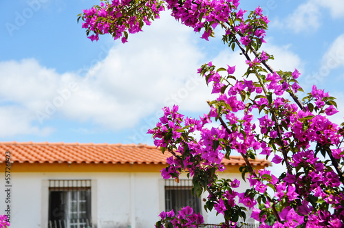 Flowers of Portugal