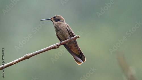 Brown violetear (Colibri delphinae) hummingbird perched ona  branch in Mindo, Ecuador
