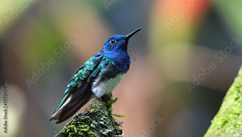 White-necked jacobin (Florisuga mellivora) hummingbird perched on a branch in Mindo, Ecuador