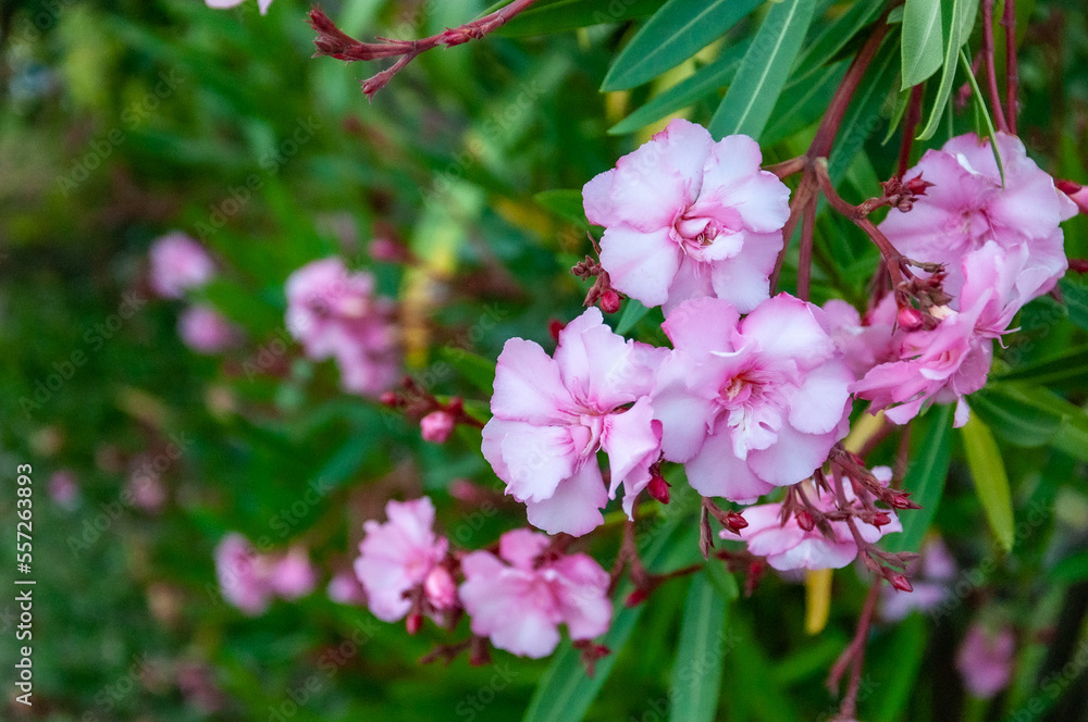Fototapeta premium Nerium Oleander L. flowers in a garden