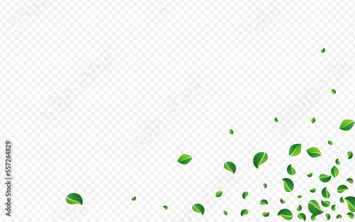 Lime Leaf Ecology Vector Transparent Background.
