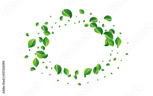 Olive Foliage Forest Vector White Background.