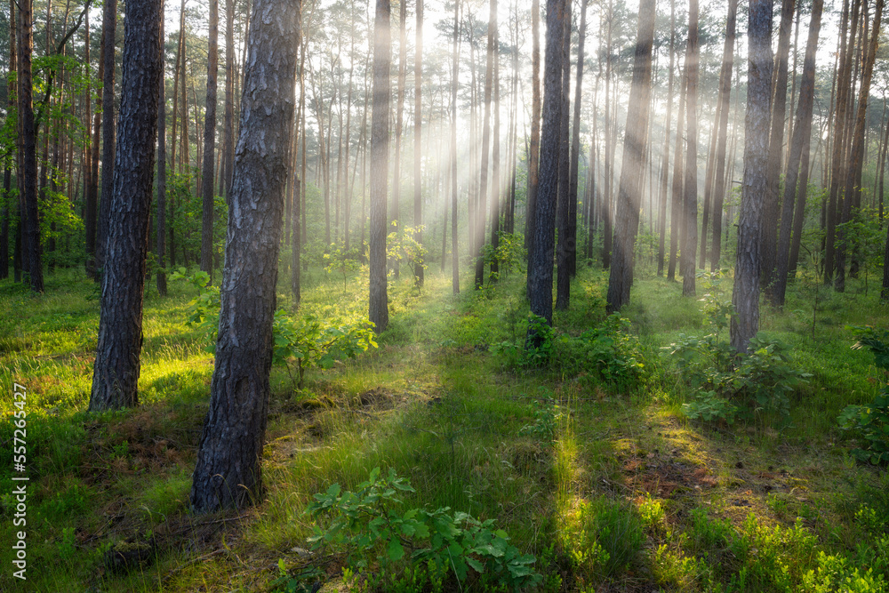 Beautiful sunny morning in green forest