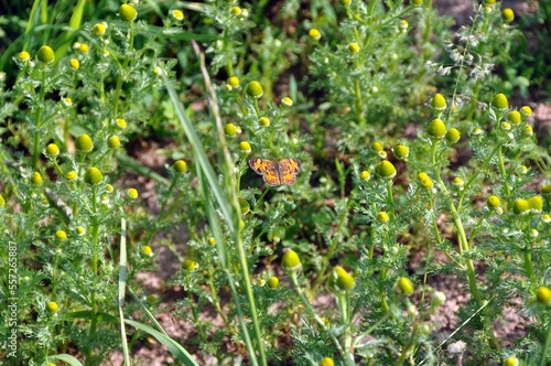 Butterfly in green