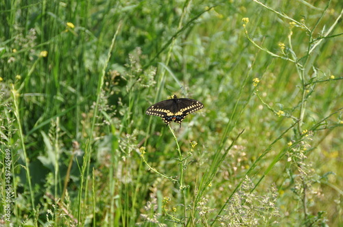 Butterfly in green