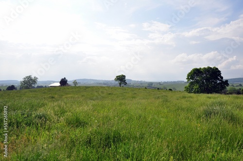 trees in field