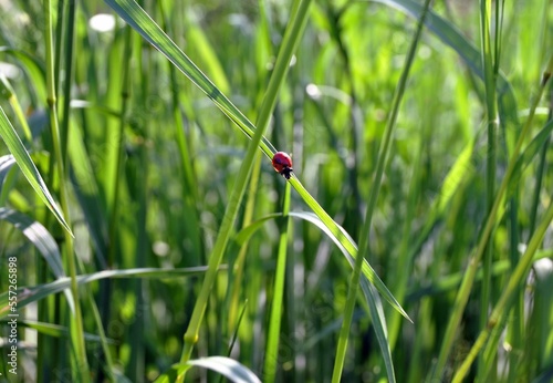 Ladybug on grass
