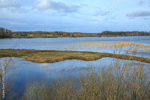 Fototapeta Naklejka Na Ścianę i Meble -  Grass in flooded wetland on Öland