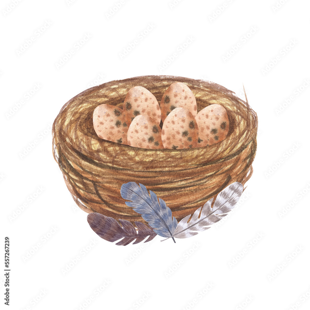 Watercolor nest with bird eggs and bird feathers. Easter print. Isolated on white background. Hand drawn illustration Watercolor nest with bird eggs and bird feathers. Easter print. Isolated on white background. Hand drawn illustration