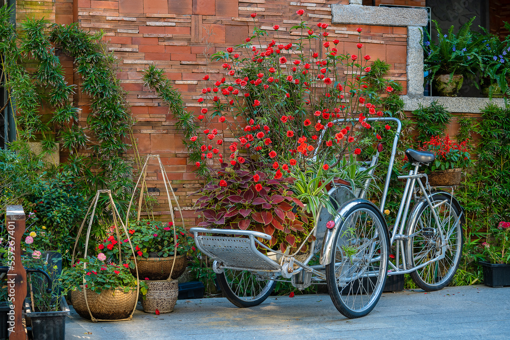 Vintage tricycle with a basket full of red rose flowers next to an old building in a tropical garden, Vietnam, closeup