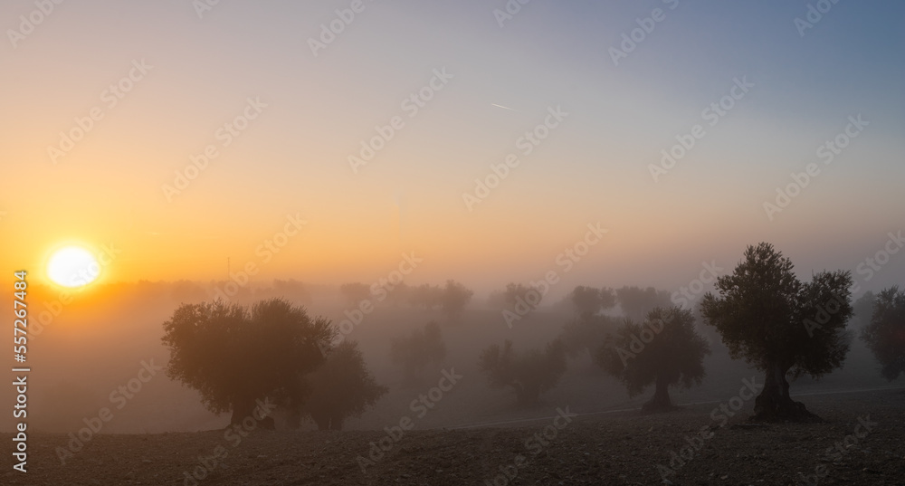 Silhouette of an olive tree in the rural fields of Spain during an magical sunrise. The agricultural landscape is covered with veils of fog creating an awesome setting Silhouette of an olive tree in the rural fields of Spain during an magical sunrise. The agricultural landscape is covered with veils of fog creating an awesome setting