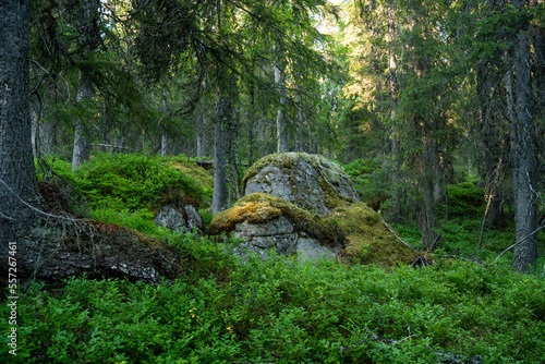A summery and lush old-growth forest scenery with a large boulder in Närängänvaara near Kuusamo, Northern Finland