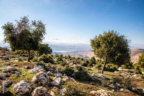 شجر الزيتون- الجبل الاخضر- الاردن- Olives on green hill summit- Jordan