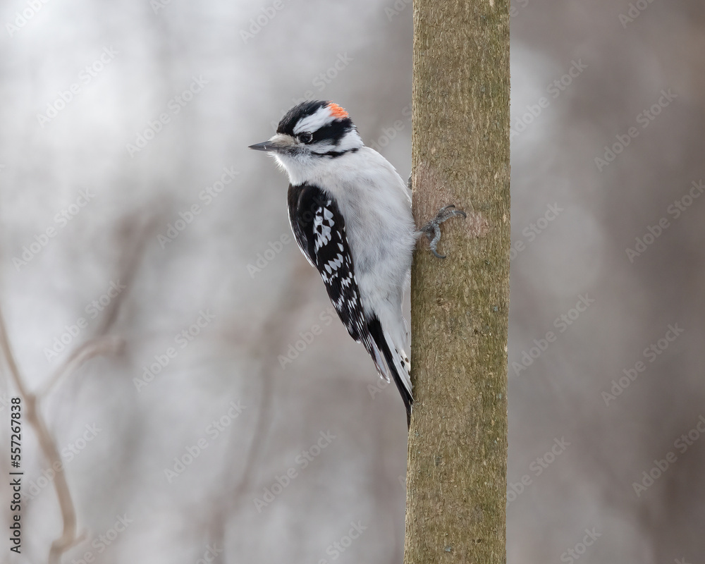 Male adult small black and white downy woodpecker with a red crown is perched on a tree trunk.  Woodpecker has black and white feathers, it is nearly identical to the larger Hairy Woodpecker bird. 
