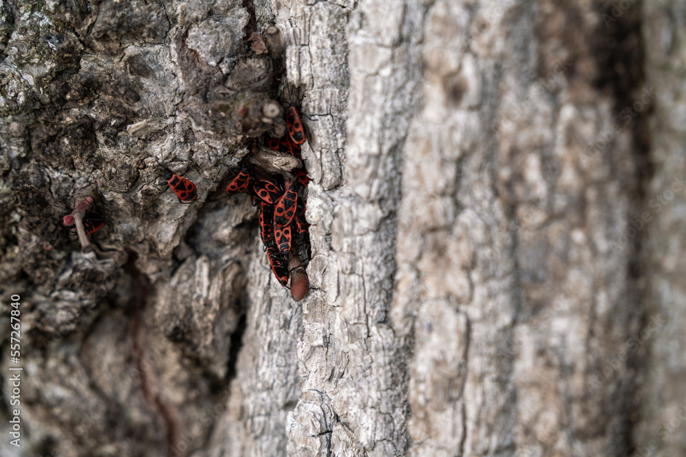 Wood texture with little red bugs 