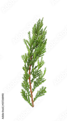 Savin juniper (Juniperus sabina) branch isolated on white background