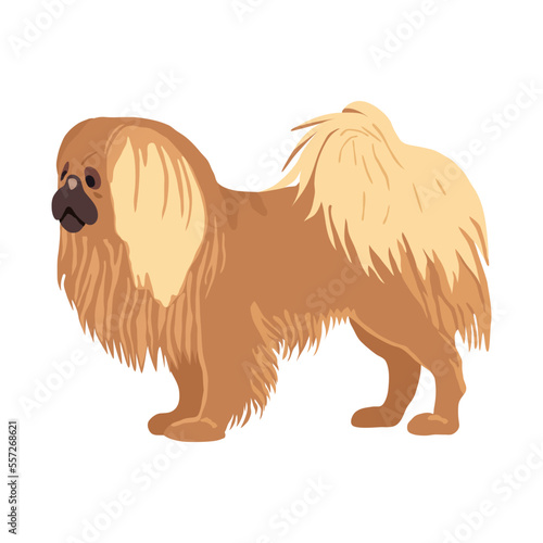 Pekingese dog - vector illustration isolated on white.