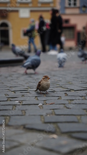 sparrow in the city