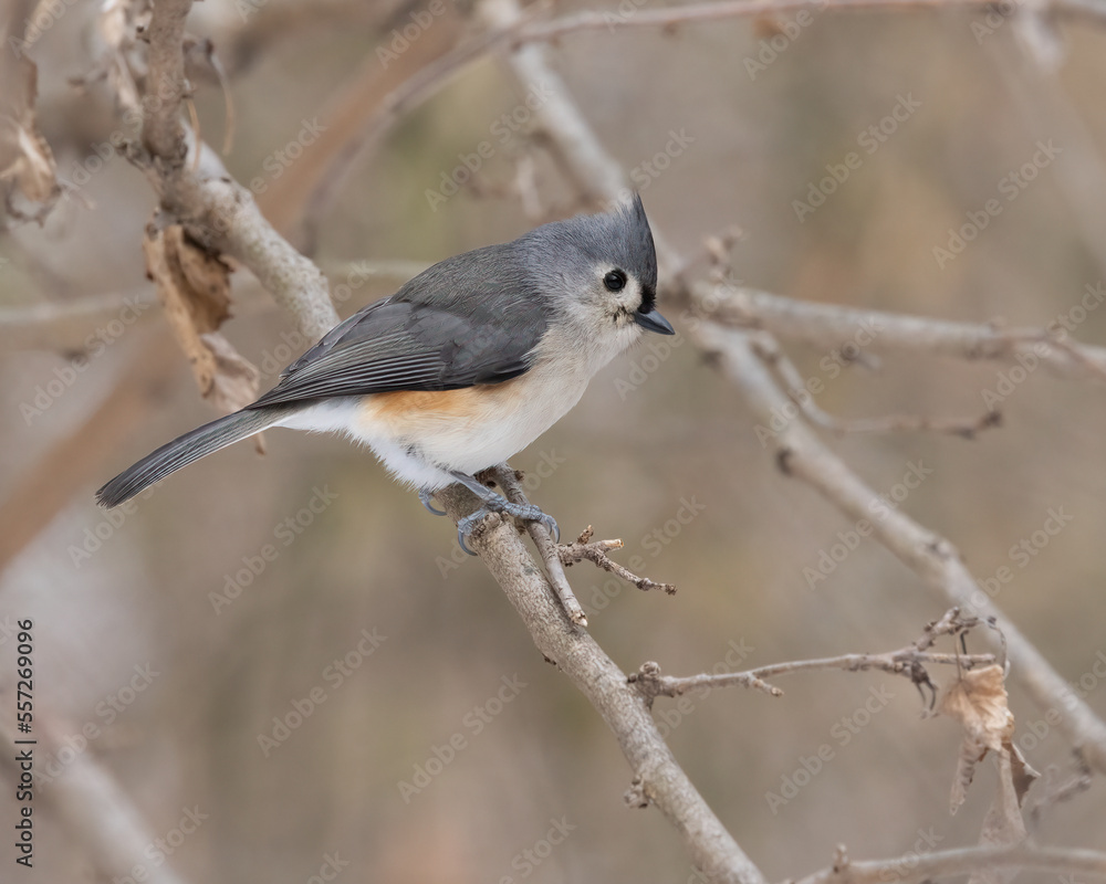 Tufted Titmouse is a little gray bird with an echoing voice, it is common in eastern deciduous forests and a frequent visitor to feeders. Beautiful portrait of a little songbird perched on a branch. Tufted Titmouse is a little gray bird with an echoing voice, it is common in eastern deciduous forests and a frequent visitor to feeders. Beautiful portrait of a little songbird perched on a branch.