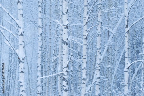 Obraz na płótnie Silver birch trees covered with snow during a misty winter evening in rural Esto
