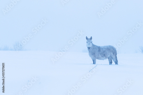 A lonely old horse standing on a snowy field on a misty evening in rural Estonia, Northern Europe