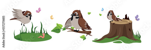 Vector illustration of a cute sparrow on a white background.Charming characters of a bird in different poses flying over a lawn,sitting on a branch, sitting on a stump in a cartoon style.