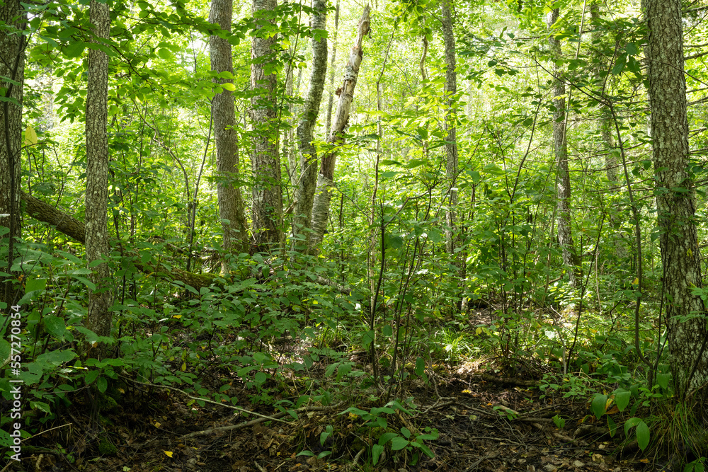 Fototapeta premium Lush rich paludified forest on a summer day in Southern Estonia, Europe