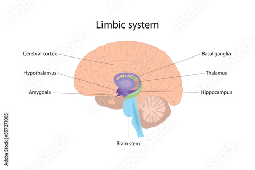 The limbic system is responsible for the management of human emotional and physical reactions. Human brain photo