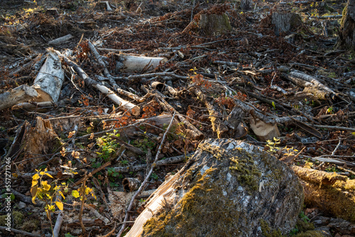 Keystone species Shingle moss on the edge of a freshly cut tree on a clear-cut area in Estonia, Northern Europe