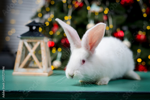 Cute white rabbit with big ears on christmas bokeh background