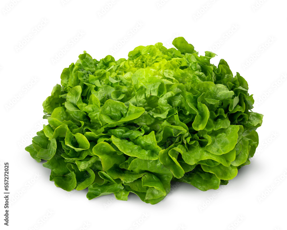Juicy leaves of lettuce isolated on white background. Juicy leaves of lettuce isolated on white background.