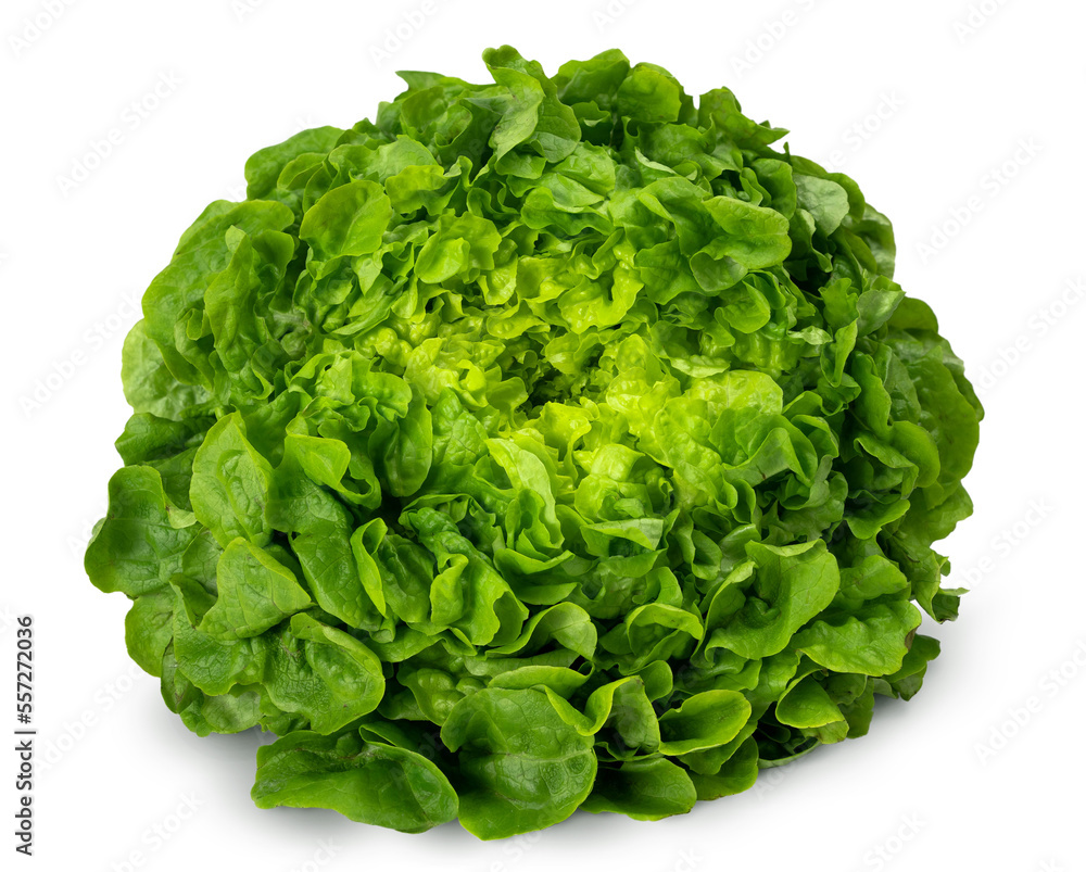 Juicy leaves of lettuce isolated on white background. Juicy leaves of lettuce isolated on white background.