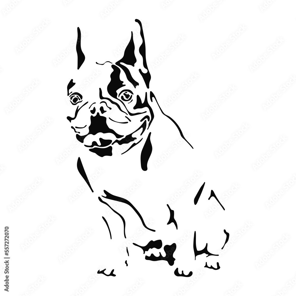 Fototapeta premium Vector illustration of a hand drawn silhouette of a french bulldog. Black dog template. Isolated on white background.