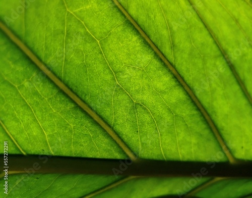 green leaf texture
