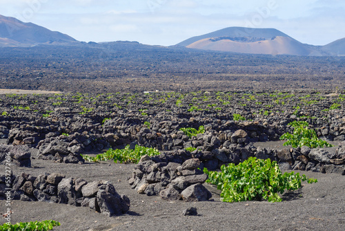 Vineyards in the volcanic rock in La Geria