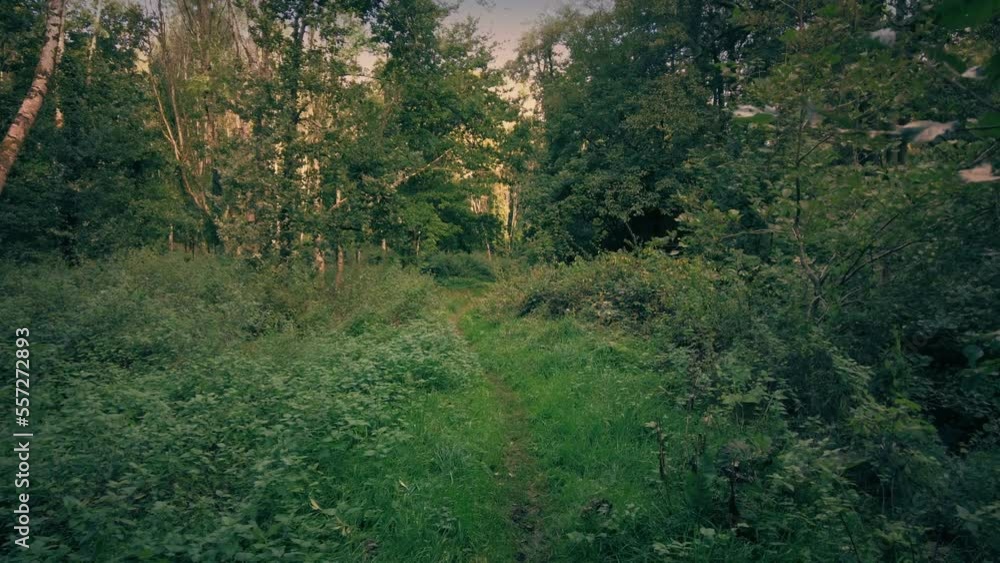 Walking Along Path In Leafy Woods At Sunset Walking Along Path In Leafy Woods At Sunset