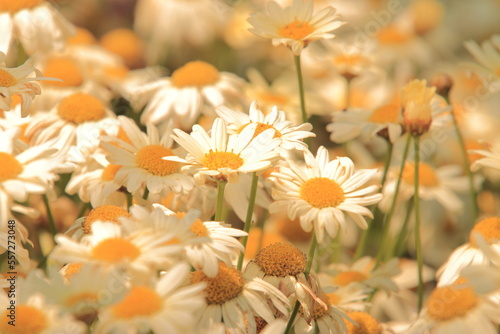 ビンテージカシミール