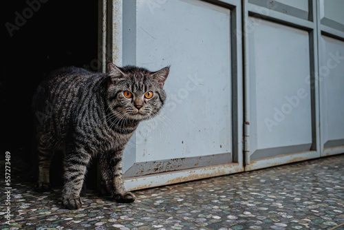 cat with funny face