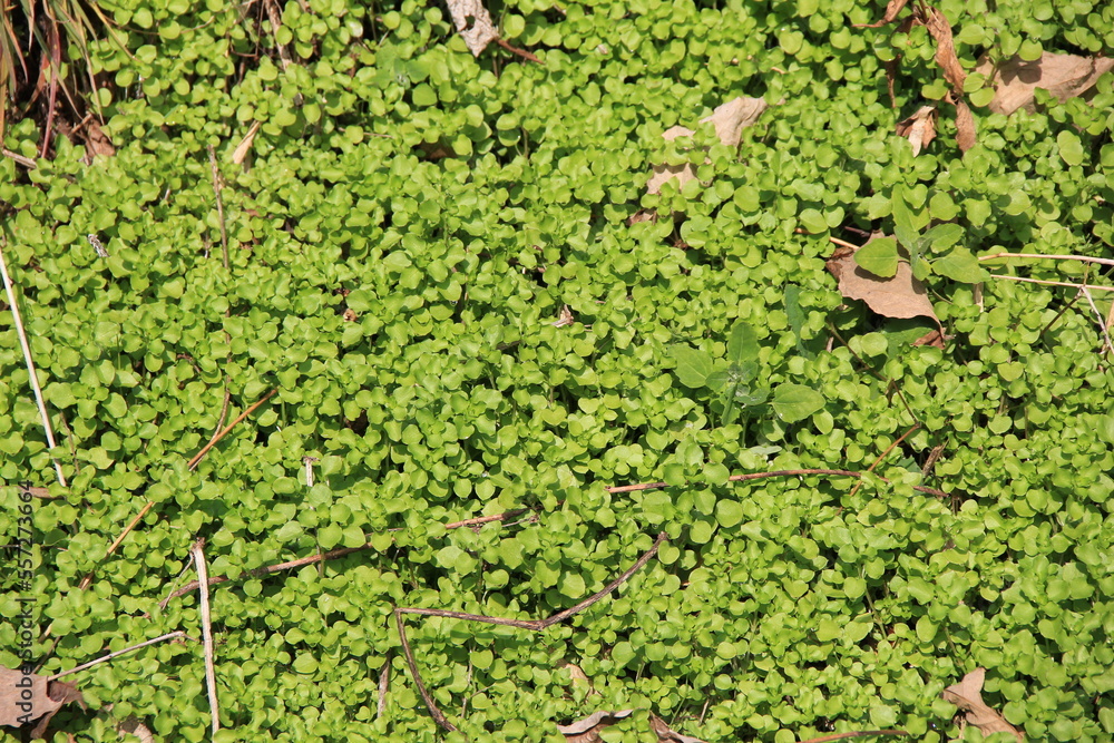 地面を覆う丈の低い雑草 地面を覆う丈の低い雑草